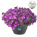 Afbeelding van HP27 Petunia Circus sky